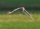 Velduil - Short-eared Owl