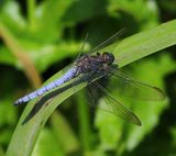 Beekoeverlibel - Keeled Skimmer