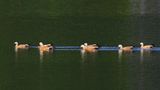 Casarcas - Ruddy Shelducks