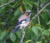 Gaai - Eurasian Jay