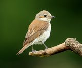 Grauwe Klauwier - Red-backed Shrike