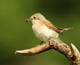 Grauwe Klauwier - Red-backed Shrike