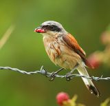 Grauwe Klauwier - Red-backed Shrike