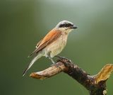 Grauwe Klauwier - Red-backed Shrike