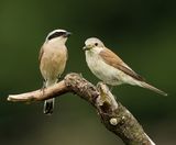 Grauwe Klauwieren - Red-backed Shrikes