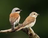 Grauwe Klauwieren - Red-backed Shrikes