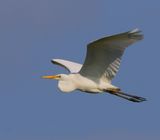 Grote Zilverreiger - Great Egret