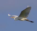 Grote Zilverreiger - Great Egret