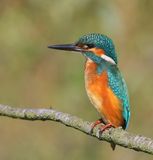 IJsvogel - Common Kingfisher