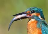 IJsvogel - Common Kingfisher