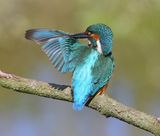 IJsvogel - Common Kingfisher