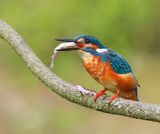 IJsvogel - Common Kingfisher