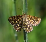Klaverspanner - Latticed Heath