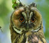 Ransuil - Long-eared Owl