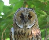 Ransuil - Long-eared Owl