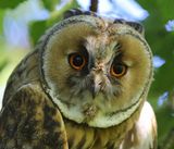 Ransuil - Long-eared Owl