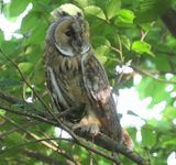 Ransuil - Long-eared Owl