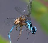 Rietkruisspin - Furrow Orbweaver