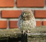 Steenuil - Little Owl