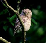 Steenuil - Little Owl