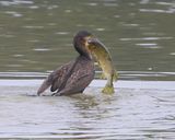 Aalscholver - Great Cormorant