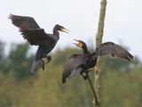 Aalscholvers - Great Cormorants