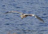 Blauwe Reiger - Grey Heron
