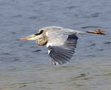 Blauwe Reiger - Grey Heron