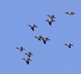 Brandganzen - Barnacle Geese