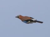 Gaai - Eurasian Jay