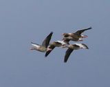Grauwe Ganzen - Greylag Geese