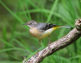 Grote Gele Kwikstaart - Grey Wagtail