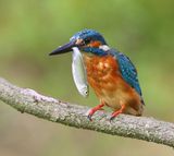 IJsvogel - Common Kingfisher