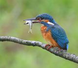 IJsvogel - Common Kingfisher