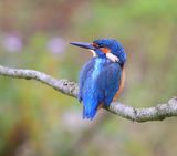 IJsvogel - Common Kingfisher