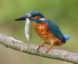 IJsvogel - Common Kingfisher