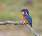 IJsvogel - Common Kingfisher