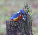 IJsvogel - Common Kingfisher