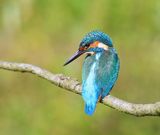 IJsvogel - Common Kingfisher