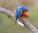 IJsvogel - Common Kingfisher