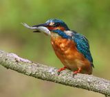 IJsvogel - Common Kingfisher