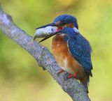IJsvogel - Common Kingfisher
