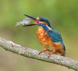 IJsvogel - Common Kingfisher