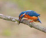 IJsvogel - Common Kingfisher