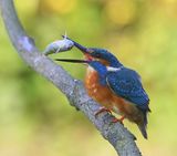 IJsvogel - Common Kingfisher