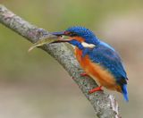 IJsvogel - Common Kingfisher