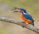 IJsvogel - Common Kingfisher
