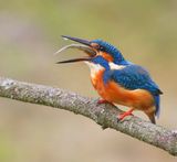 IJsvogel - Common Kingfisher