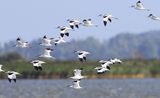 Kluten - Pied Avocets