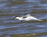 Kluut - Pied Avocet